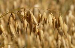 Trzeci tydzień maja'24 - ceny zbóż lekko w górę