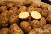 Firma Winto Group Wrocław zakupi młode ziemniaki.
