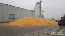 Firma Agro -Corn kupi każda ilość kukurydzy mokrej. Odbiór własnym transportem oraz atrakcyjne ceny. Zapraszamy.