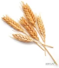 Oferuje dostawe pszenicy paszowej,konsumpcyjnej oraz kukurydzy z dostawa do portu koleja oraz auto transportem,kraj pochodzenia Ukraina