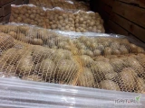 Ziemniaki Gala z chłodni szczotkowane w worku szytym big-bagu lub luzem.  Duze ilosci.