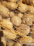 Sprzedam ziemniaki ignacy szczotkowane 5+ worek 15 kg