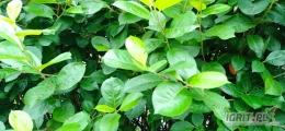 Aronia liść, aronia liście, liść aronii, liście aronii - na zielono lub suszone. Posiadam liście innych krzewów.