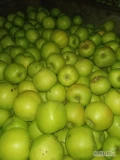 Witam. Sprzedam jabłka z chłodni: Alwa około 70 szt skrzyń, Mutsu 40 szt skrzyń i goldena 30 szt skrzyń.