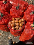 Sprzedam cebule, import w workach po 30kg, kal. 45+ (średnia 50-70).