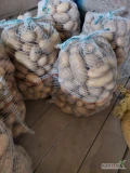 Ukopie pod zamówienie ziemniaki Quenn Anna, towar z jasnej ziemi. Więcej informacji pod nr tel 697631392