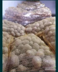 Ziemniaki Gala z jasnej ziemi szczotkowane w worku szytym 2,5kg 5,10,15kg mozliwosc nadruku na szarfie.