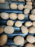Sprzedam ziemniaki bardzo wczesne Corinna kalibraż 40-50 opakowanie dowolne