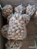 Ukopie na zamówienie ziemniaki Quenn Anna, Soraya, Bellarosa. Towar z jasnej ziemi. Więcej informacji pod nr tel 697631392