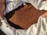 nasiona babka lancetowata, 50 kg