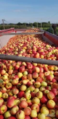 Kupimy jablka przemysłowe- suchy przemysł.

