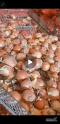 Sprzedam cebulę do sadzenia, gatunek BursaF1, czysta sucha kaliber 3+, siatki 30 kg.502392711
