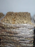 Ziemniaki Gala z chłodni szczotkowane w big-bagu, luzem lub w worku szytym. 
