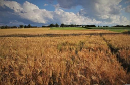 Jakie ceny zbóż przewiduje Credit Agricole na koniec 2024 roku?