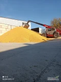 Sprzedam 100 ton pszenicy paszowej waga na miejscu szybki załadunek. 
