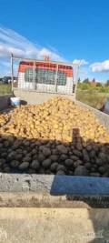 Sprzedam ziemniaki odmiany  Ignacy , Denar , big bag lub luz , Możliwy transport
