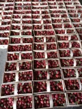 Sprzedam truskawki Malwina około 170 łubianek 