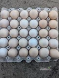 Sprzedam świeże jaja wiejskie pochodzące z naszego małego gospodarstwa. Nasze kury są hodowane w naturalnych, wolno wybiegowych...