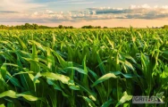Do sprzedania kukurydza z ponad 200 ha w Warmińsko-mazurskim
