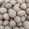 Ziemniaki Belana 30-45. Odmiana o bardzo płytkich oczkach podobna do gali nadająca się do mycia wysadzona z oryginału. ok 7 ton