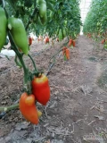 Witam, mam do sprzedania pomidory śliwkowe i paprykowe uprawiane w ziemi. Bardzo dobre w smaku. Więcej informacji pod nr tel 506741926 