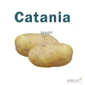 Sprzedam ziemniaki odmiany catania bardzo ładne ilości 3t pakowane worki 15kg 
