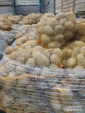 Sprzedam Ziemniaki odmianVineta  4,5+ towar zdrowy z jasnej ziemi gotowe 24t w workach 15 kg