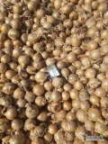 Sprzedam cebule odmiany Vision z siewu towar ladny suchy dobrze przechowany nie fazorowany. Ilość okolo 40 ton. Załaduje luzem na...
