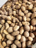 Sprzedam ziemniaki pakowane po 15 kg odmian:Noya,Lili, Soraya kaliber 55+. Ziemniaki zdrowe bez rdzy oraz z gładką skórą. Przy...
