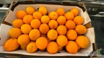 Sprzdamay pomarańczę odmiana Valenzia, ilość 3,5 tony, owoce pakowane w kartonach po 15 kg, rozmiar 77-88 mm.