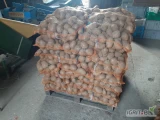 Ziemniaki Lilly grube 90 worków sprzedam, pakowane po 15 kg cena 1zl/kg