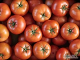 Sprzedam Pomidora czerwonego odmiana Torero. Ilości tirowe. Możliwy export. BB/BBB kolor 5-7/10. Zachęcamy do nawiązania dłuższej...