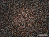 Sprzedam nasiona rzepy scierniskowej na poplon lub paszę. Darmowa dostawa powyżej 25 kg.Zbiór 2024 r. Ziarno czyste i suche. Roślina...