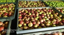 Sprzedam jabłka z KA,  Red Chiefa, Reno 2, Golden, Decosta i Morens. 