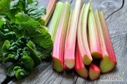 Firma Makofrost Skup Sietesz zakupi rabarbar- zielony i malinowy, każda ilość. Obustronnie lub jednostronnie cięty. Płatność...