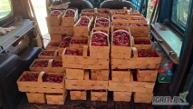 Sprzedam truskawkę Hanoeya 150 łubianek prosto z pola, czysta ładna, plantacja wyłożona słomą.