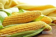 Kukurydza AMAROC - nasiona- FAO 230 - przyjmujemy zamówienia
