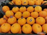 Sprzedam mandarynkę (murcotte) z Egiptu.
