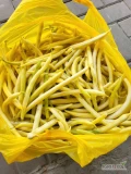 Sprzedam fasolę szparagową żółtą.  Towar bardzo ładny czysty, ze zbioru ręcznego. Ilości 3-4 tony dziennie 