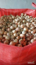 Sprzedam cebulę z siewu zimowego kaliber 4,5-9 zdrowa bez bąka w ładnej lusce ilości tirowe , worek 10-15 kg wiązany szyty big bag...