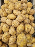 Kupię ziemniaki jadalne młode  z okolic  Sieradza . Odbiór osobisty bezpośrednio z  pola. Worek 15 kg.  Płatność gotówką przy...