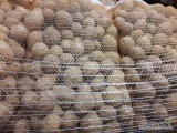 Ziemniaki Gala z chłodni szczotkowane w big-bagu,  luzem lub w worku szytym. 