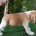 Szczenięta rasy beagle do adopcji
