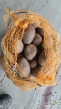 Sprzedam 1000 workow  15kg ziemniakow jadalnych tajfun..Mam też Belaroze Ziemniak pochodzi z jasnej ziemi.Duzy zdrowy towar. 4.5plus....