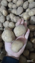 Sprzedam ziemniaki kaliber 3.5-4 odmiana Ignacy, świeży ładny ziemniak, cena 1.3zl/kg. Sprzedaje jako odpad ziemniaków tel. 507926421