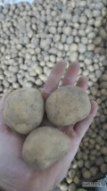 Sprzedam około 1tony ziemniaków odmiana Ignacy kaliber 3.5-4.5 tel 507926421