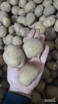 Sprzedam około tony ziemniaków kal 3.5-4.5, odmiana Ignacy cena 1.3zł/kg tel 507926421