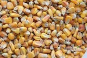 Sprzedam kukurydzę suchą ilość 100 ton. Posiadam inne zboża. tel. 519 452 981
