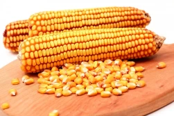 Spadek światowych zbiorów kukurydzy wywiera presję na ceny