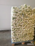 Sprzedam cebulę młodą obieraną kaliber 6-8 worek 5 kg Ilości tirowe i paletowe 